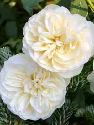 lichfild-endzhel.jpg Личфилд Энджел (Lichfield Angel)