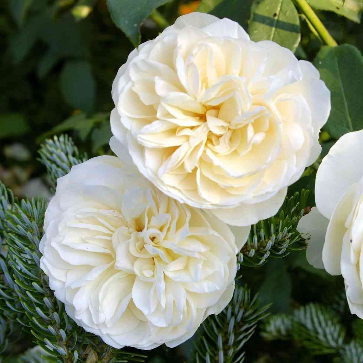 lichfild-endzhel.jpg Личфилд Энджел (Lichfield Angel)