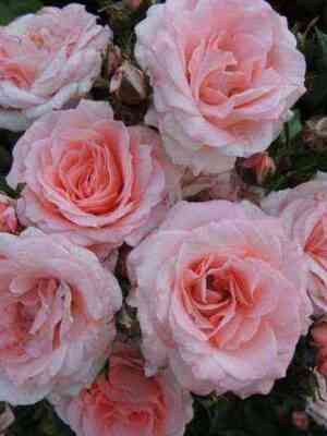 lidiya1.jpg Лидия (Lydia)