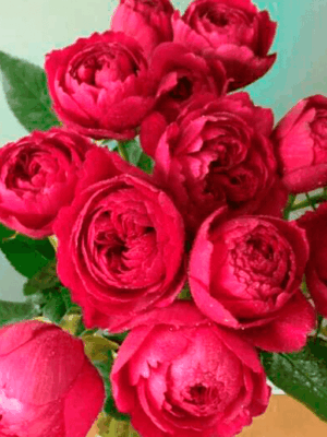 Лигар- 230 (Ligare- 230)