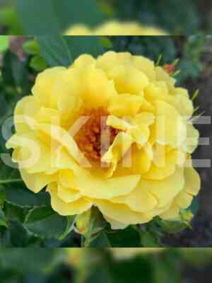 Лихтконинген Люция (Lichtkonigin Lucia)