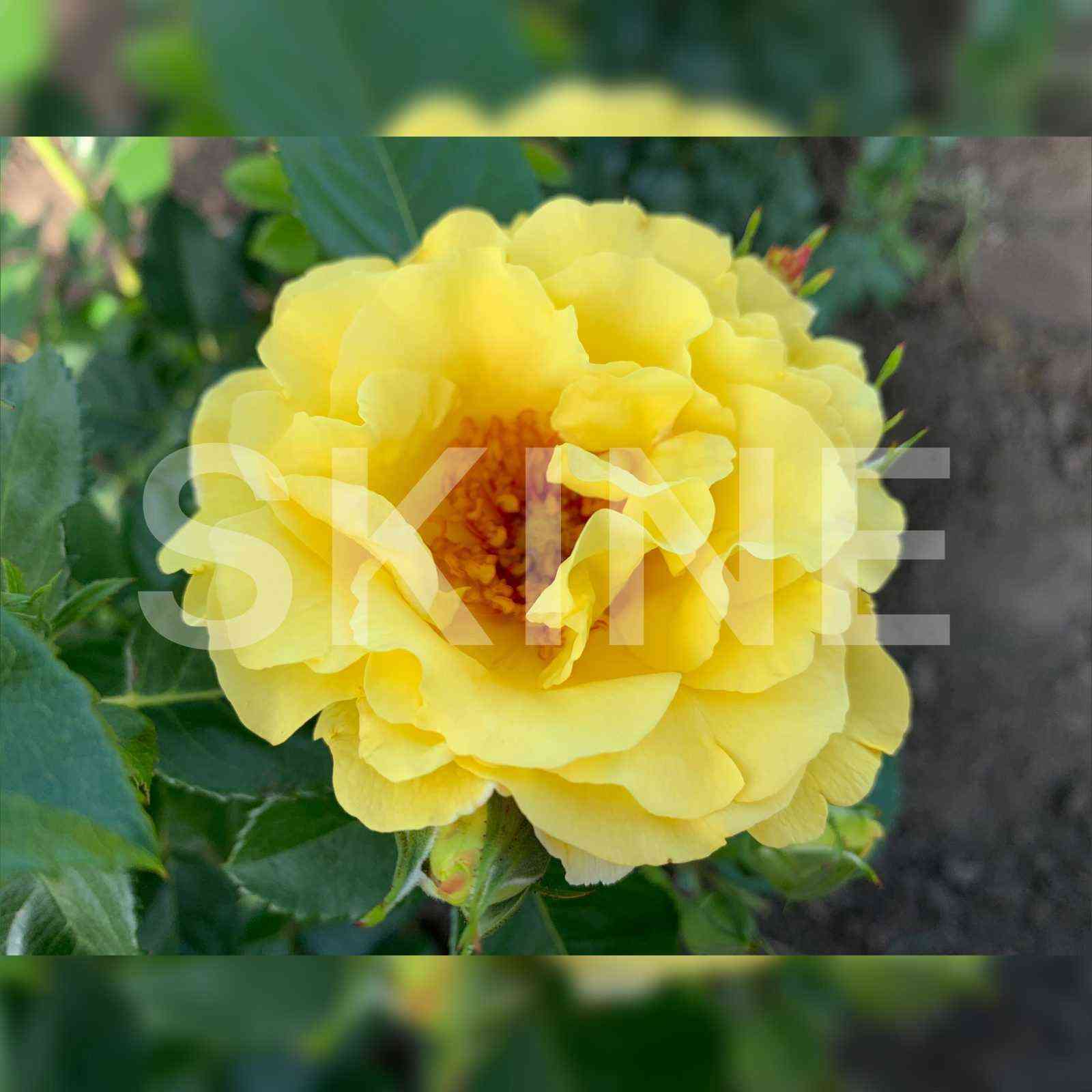 Лихтконинген Люция (Lichtkonigin Lucia)