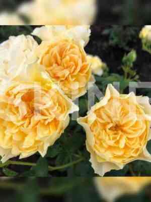 likuhatalu.jpg Ликухоталу (Likuhotalu)