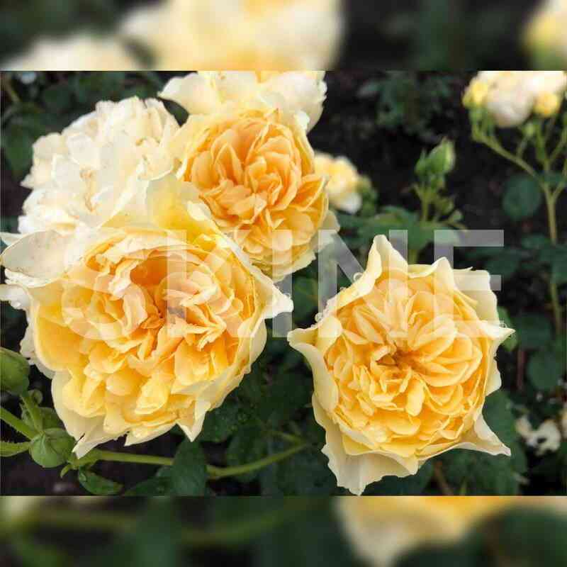 Ликухоталу (Likuhotalu)