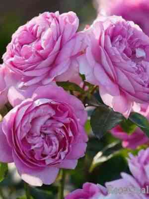 Лилак Топаз ( Lilac Topaz)