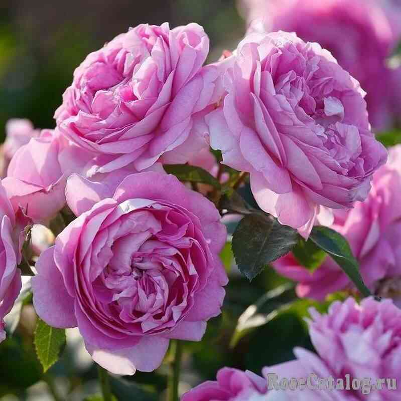 Лилак Топаз ( Lilac Topaz)