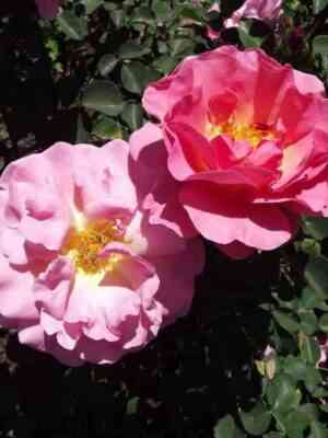 lilian-ostin-lilian-austin_optimized.jpg Лилиан Остин (Lilian Austin)