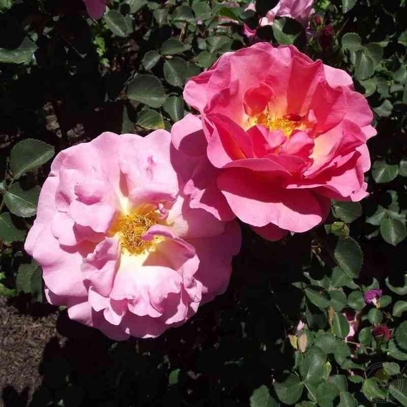 lilian-ostin-lilian-austin_optimized.jpg Лилиан Остин (Lilian Austin)