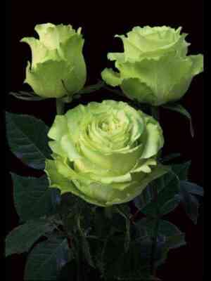 Лимонад (Lemonade)