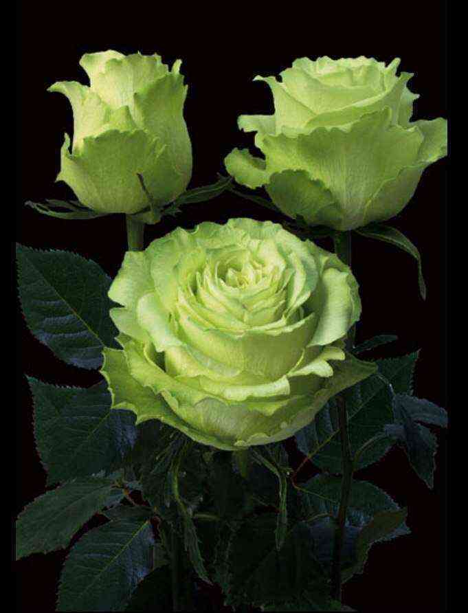 limonad.jpg Лимонад (Lemonade)