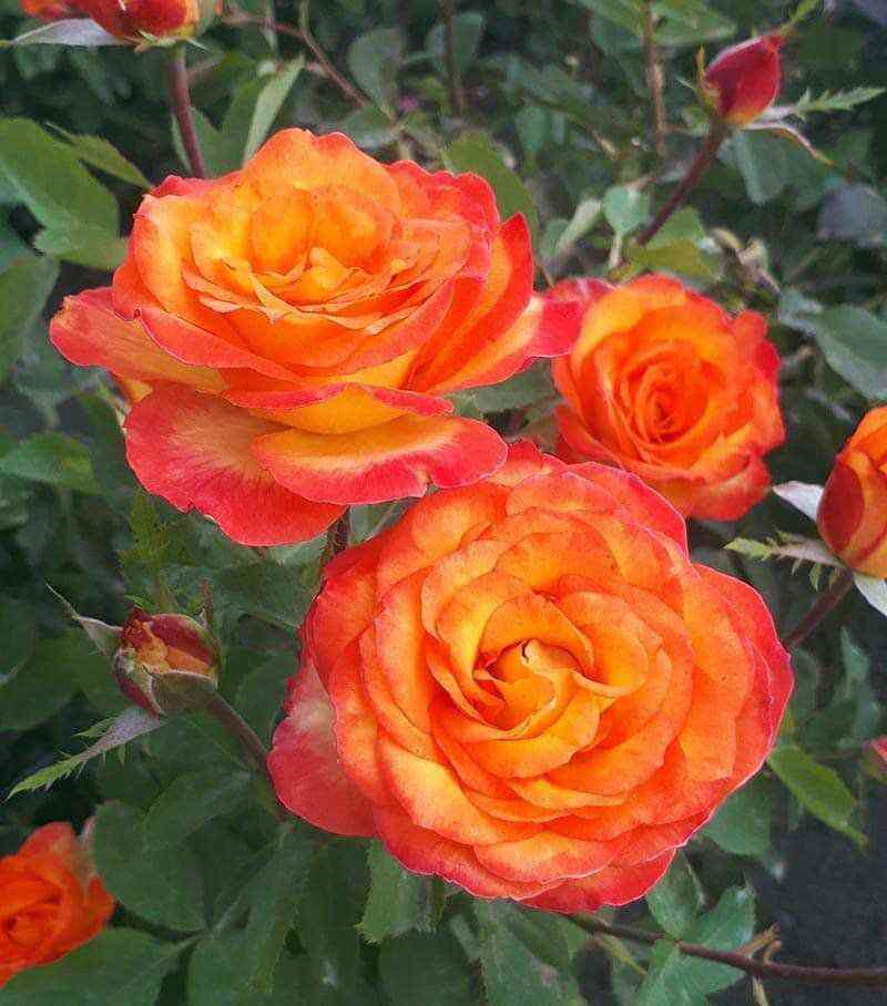 lina.jpg Лина (Lina)