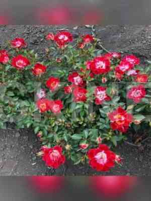 Литл Артист (Little Artist)