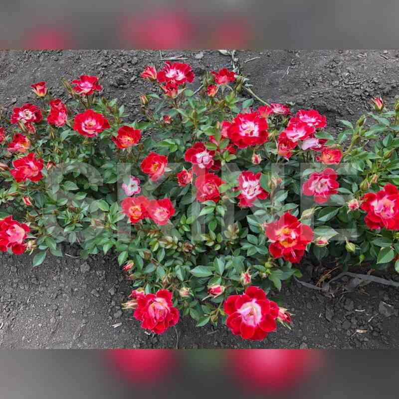 litl_artist.jpg Литл Артист (Little Artist)