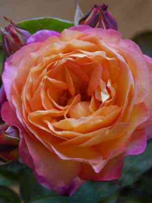 Лё Рози де ля Мемуар (Le Rosier De La Memoire)