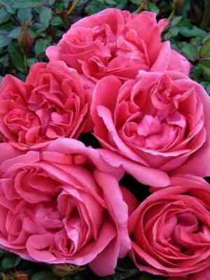 lja-roz-de-molinar1.jpg Ля Роз Дэ Молинар (La Rose De Molinard)