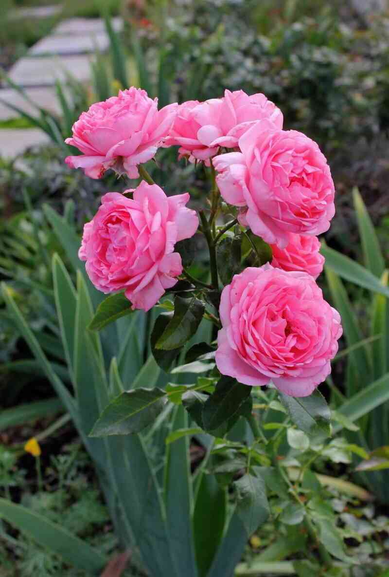 Ля Роз Дэ Молинар (La Rose De Molinard)