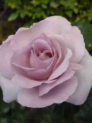 Ля Роз дю Пти Пранс (La Rose du Petit Prince)