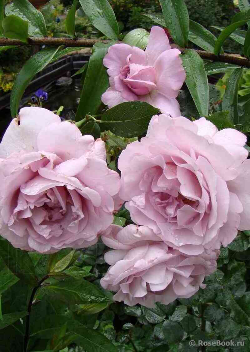 lja-roz-dju-pti-prans2.jpg Ля Роз дю Пти Пранс (La Rose du Petit Prince)