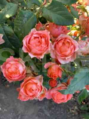 lois_lein.jpg Лоис Лейн (Lois Lane)