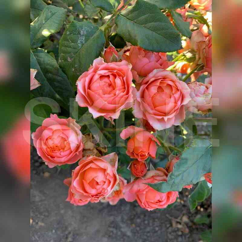 Лоис Лейн (Lois Lane)