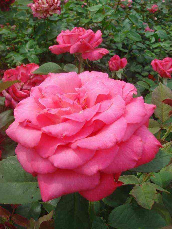 Лолита Лемпика (Lolita Lempicka)