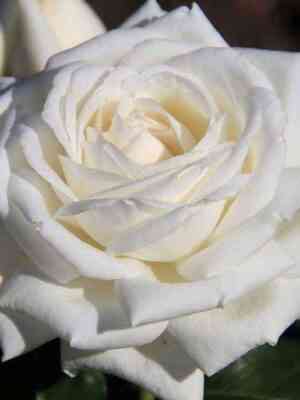 Ломоносов (Пьер Ардити) (Lomonosov) (Pierre Arditi)