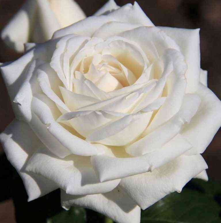 lomonosov.jpg Ломоносов (Пьер Ардити) (Lomonosov) (Pierre Arditi)