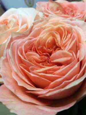 londonskij_glaz.jpg Лондон Ай (London Eye)