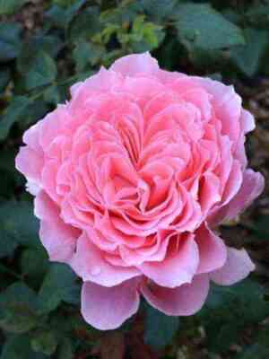 loran_kabral.jpg Лоран Каброль (Laurent Cabrol)