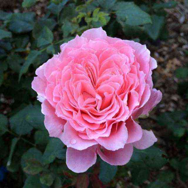 Лоран Каброль (Laurent Cabrol)