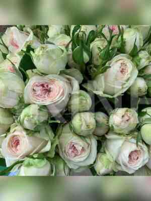 lorena_sammerhaus.jpg Лорена Саммерхаус (Lorena Summerhouse)