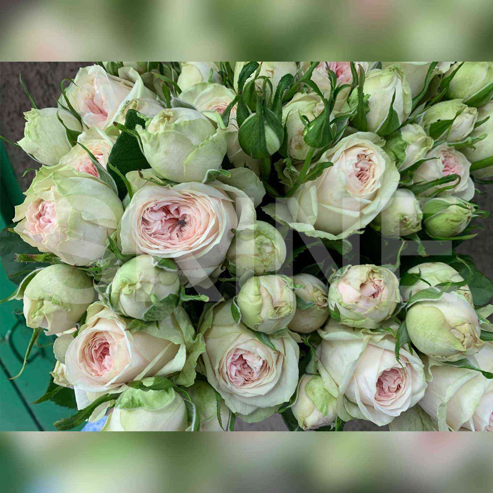 Лорена Саммерхаус (Lorena Summerhouse)