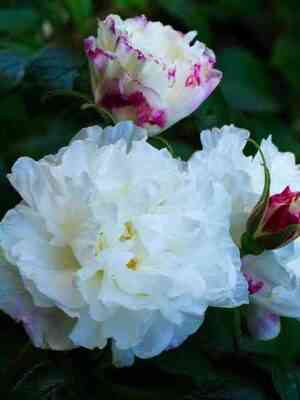 Луиза Багнет (Louise Bugnet)