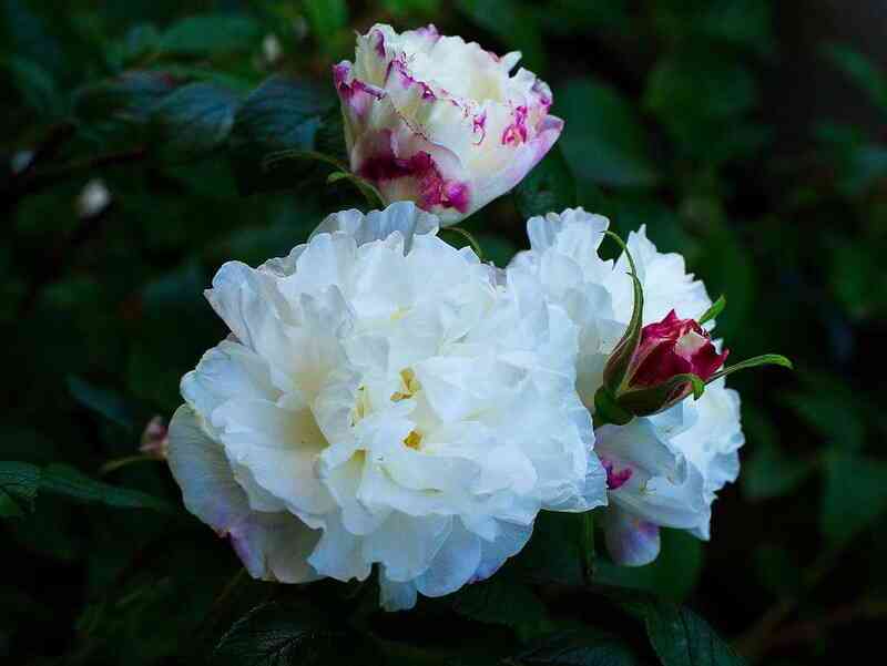 luiza-bagnet.jpg Луиза Багнет (Louise Bugnet)