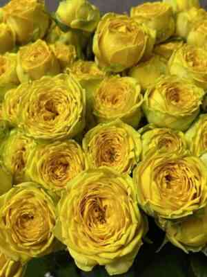 Луна Трендсеттер (Luna Trendsetter)