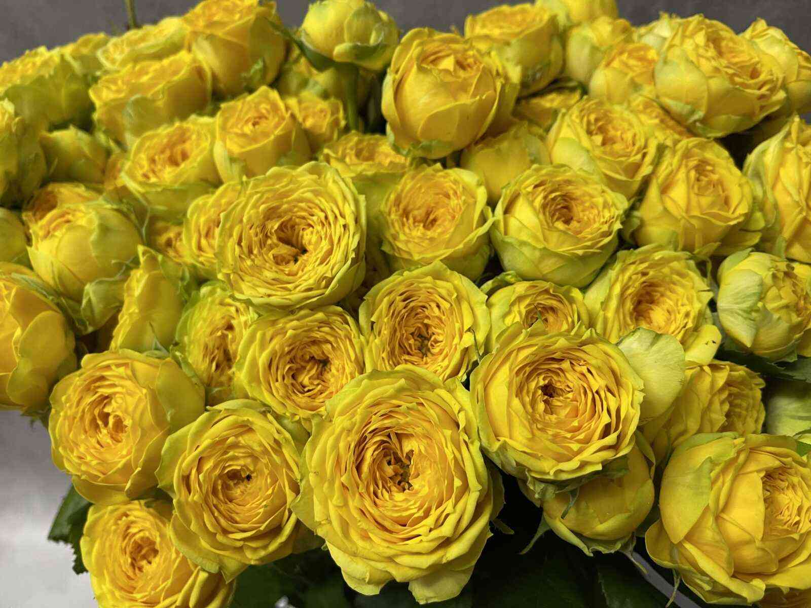 luna-trensedtr1.jpg Луна Трендсеттер (Luna Trendsetter)