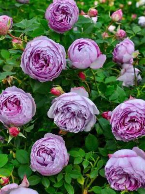 Ляпис Лазули (Lapis Lazul)