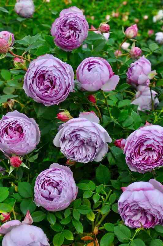 Ляпис Лазули (Lapis Lazul)