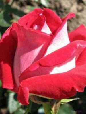 Люксор (Luxor)