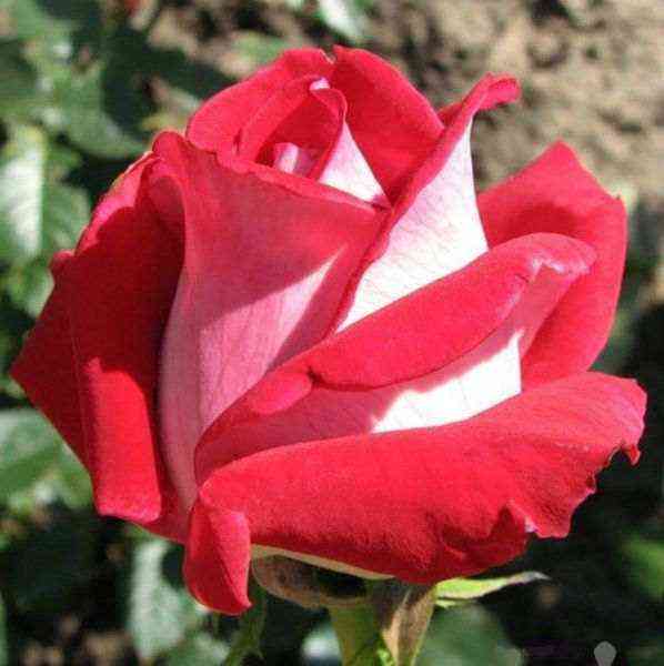 Люксор (Luxor)