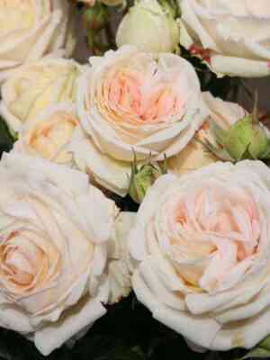 Мадам Анизет (Madame Anisette)