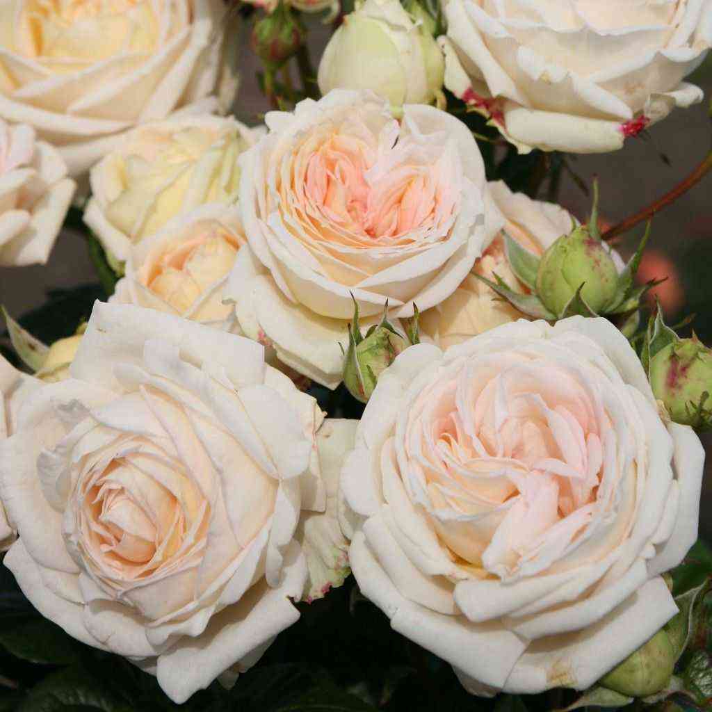 Мадам Анизет (Madame Anisette)