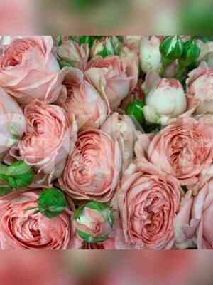 madam_bombastik.jpg Мадам Бомбастик (Madam Bombastic)