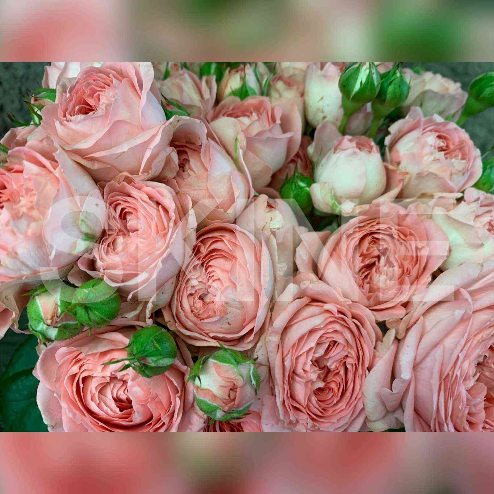 madam_bombastik.jpg Мадам Бомбастик (Madam Bombastic)