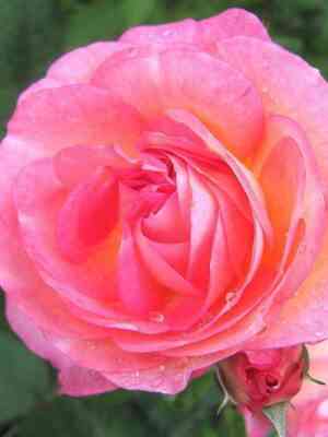 madam_de_stal.jpg Мадам де Сталь (Mme de Stael)