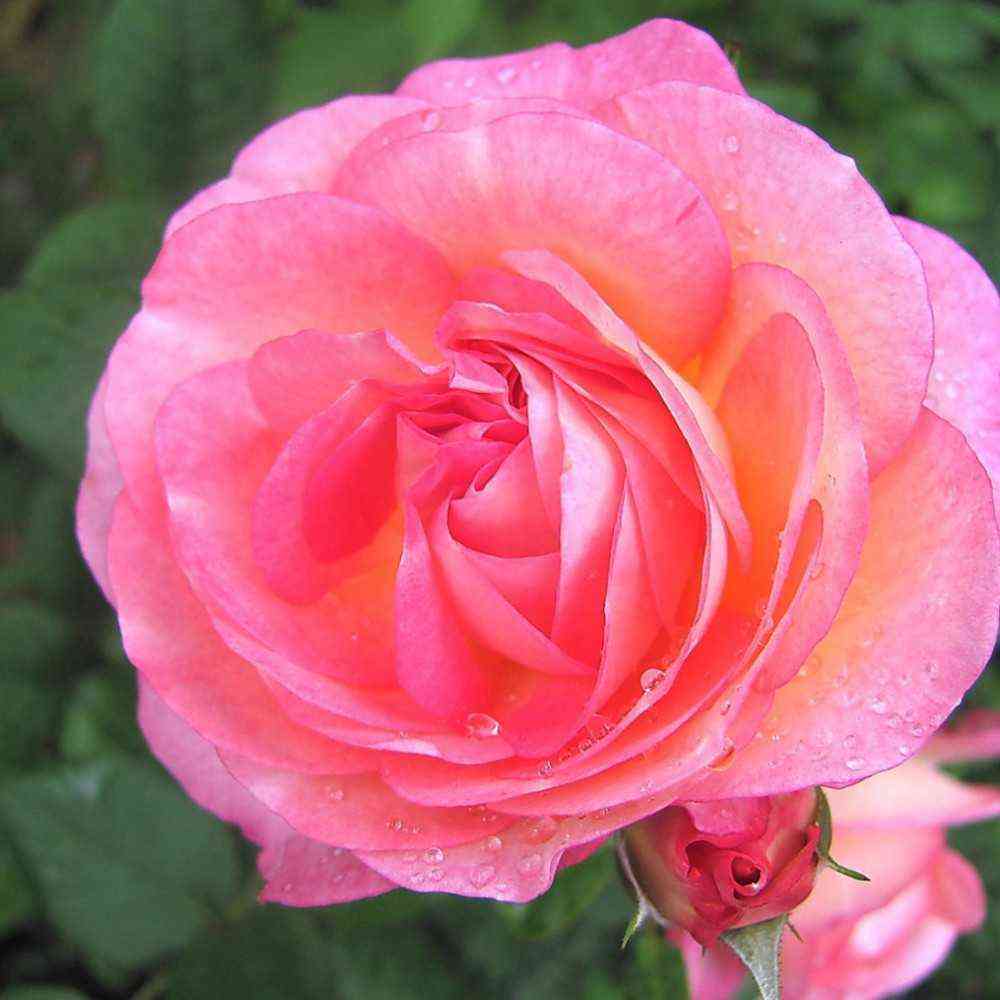 Мадам де Сталь (Mme de Stael)