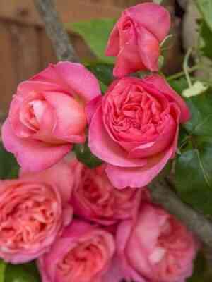 Мадемуазель Мейян (Mademoiselle Meilland)