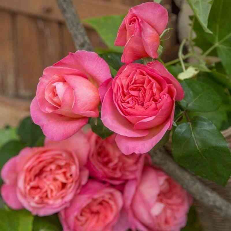 mademuazel-mejyan-mademoiselle-meilland_optimized.jpg Мадемуазель Мейян (Mademoiselle Meilland)