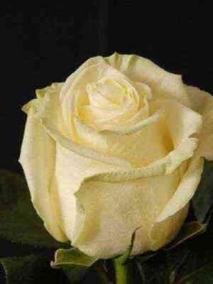 Магади (Magadi)