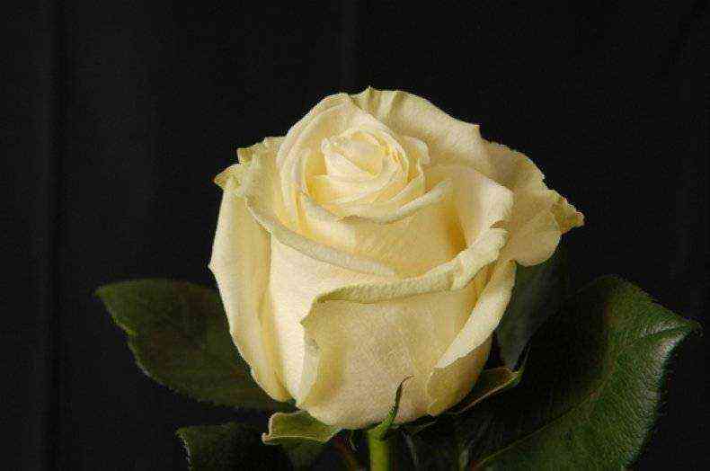 Магади (Magadi)